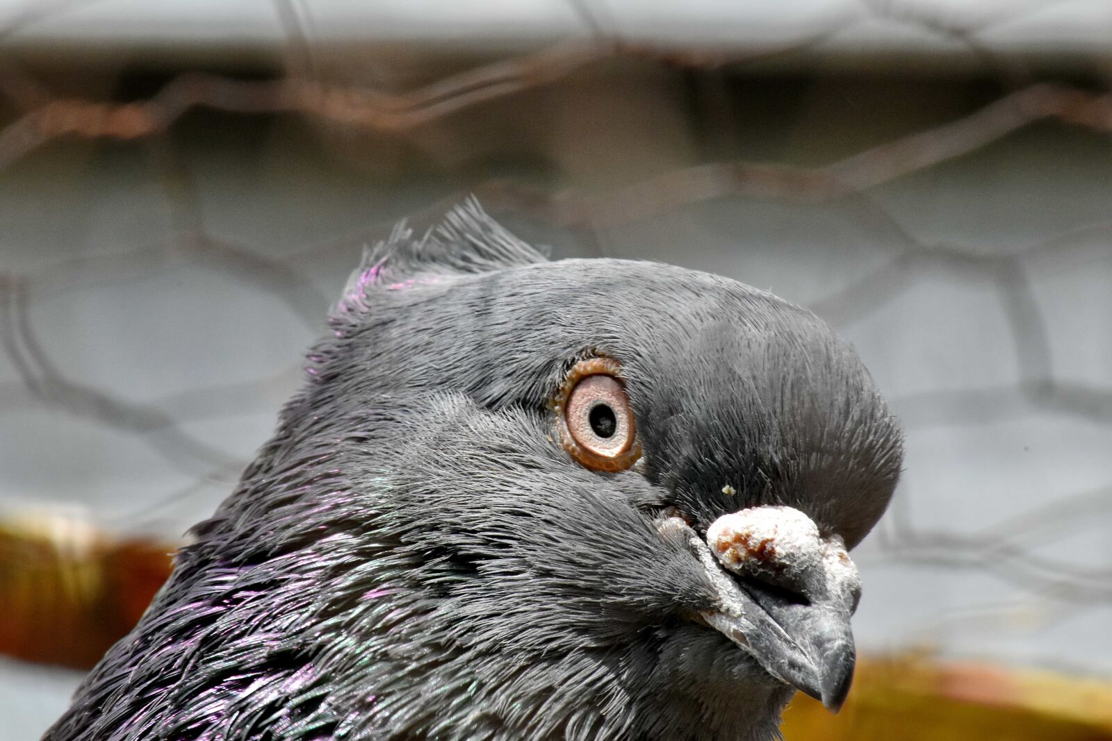 Nikon D5500 sample photo. Eye, pigeon, portrait, side photography