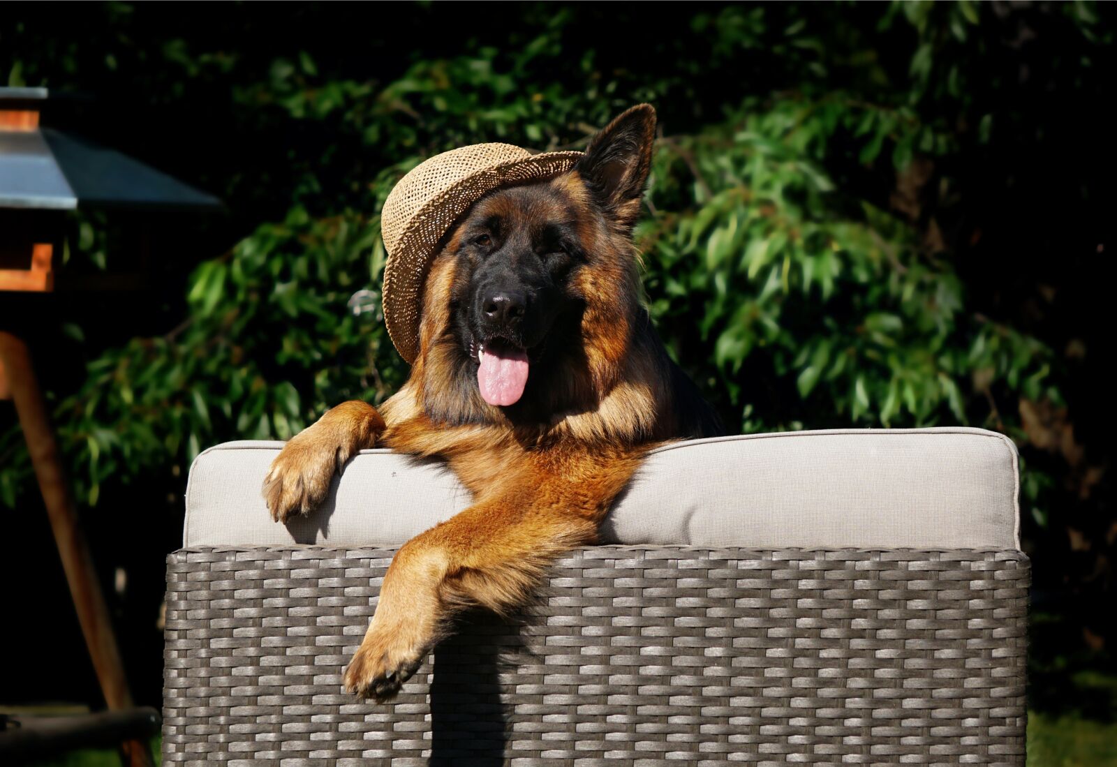 Sony E 55-210mm F4.5-6.3 OSS sample photo. Sch fer dog, dog photography