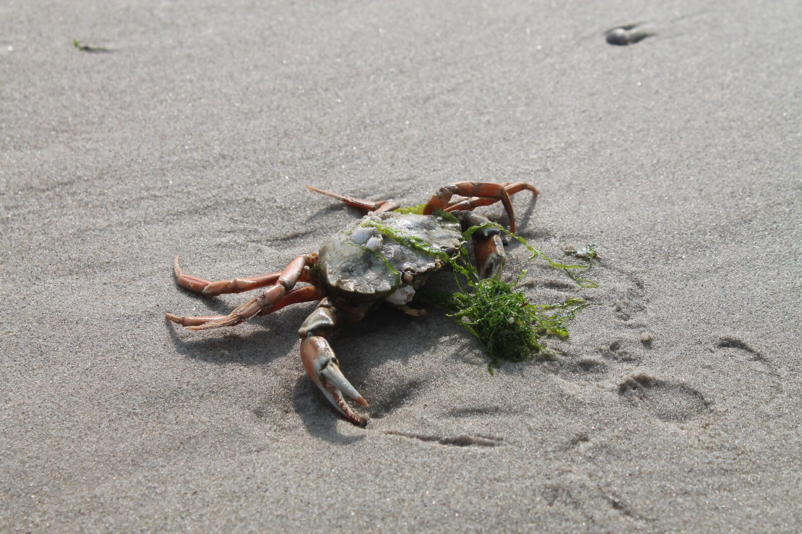 Canon EOS 1100D (EOS Rebel T3 / EOS Kiss X50) sample photo. Crab, beach, nature photography