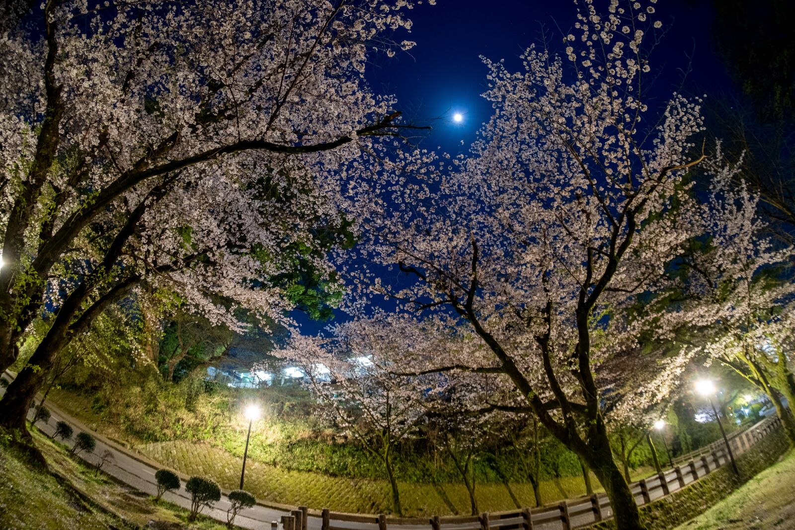 Fujifilm X-T2 sample photo. Cherry blossoms, japan, flowers photography