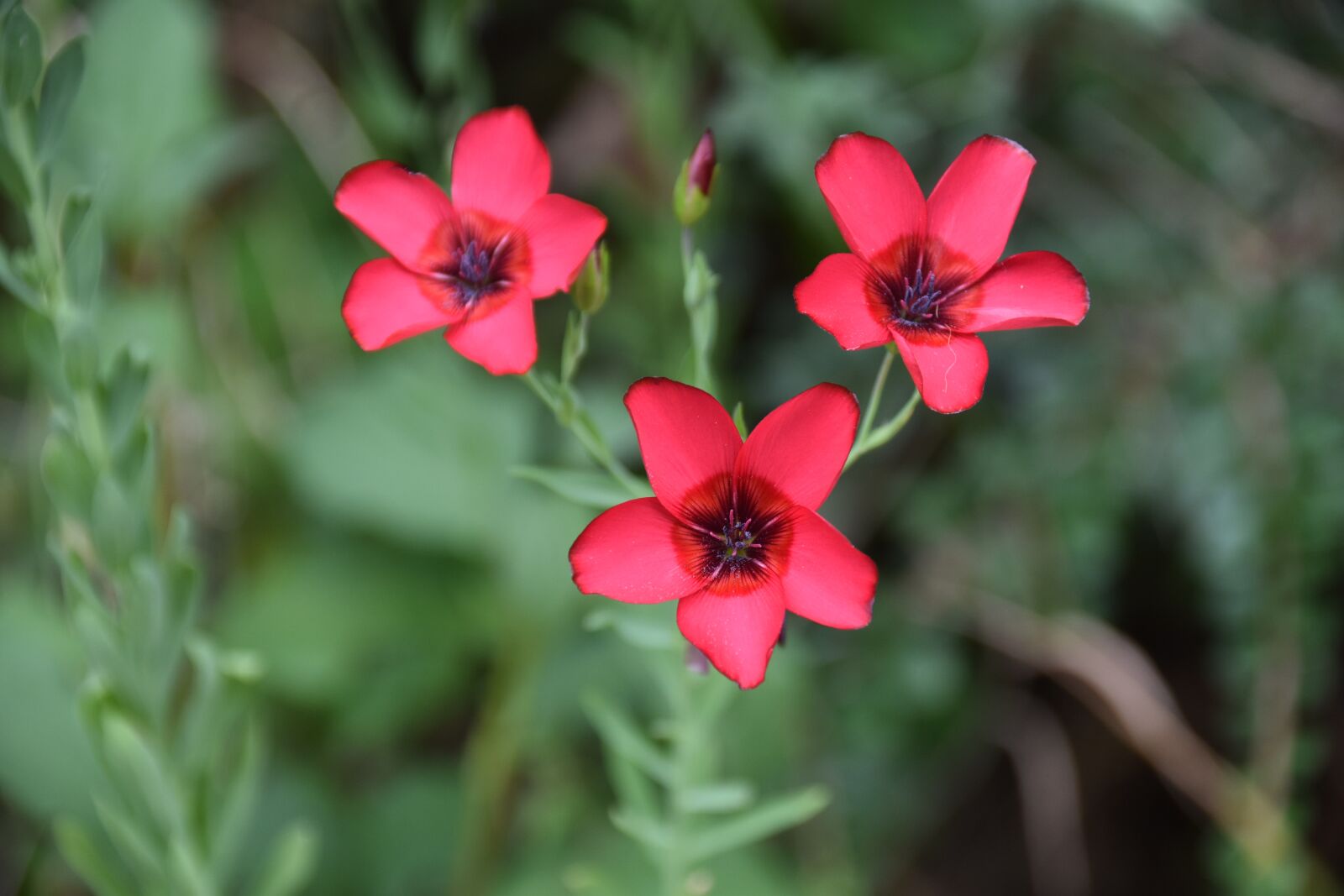 Nikon D5600 sample photo. Flower, flowers, nature photography