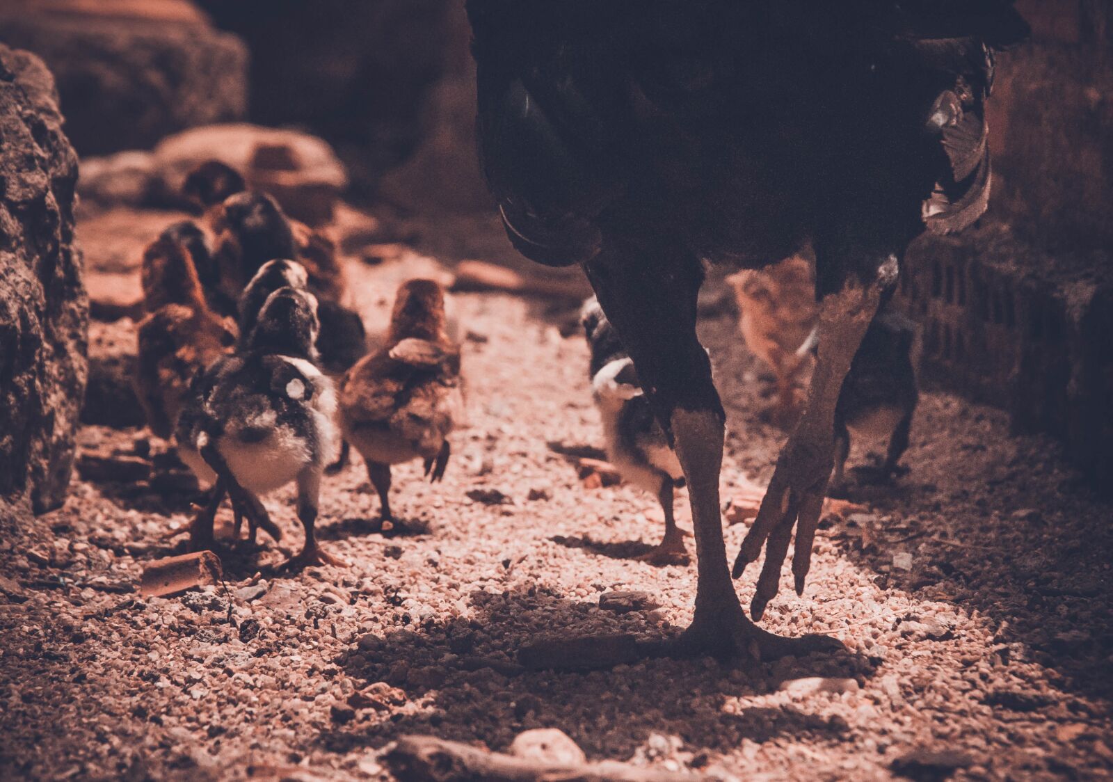 Nikon D90 sample photo. Chicken, poultry, animal photography