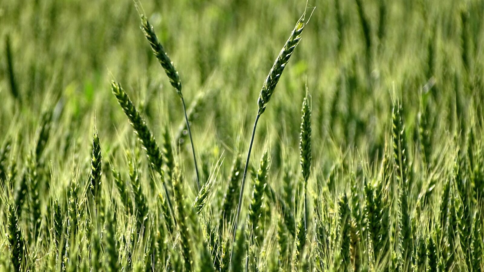 Sony DSC-HX400 sample photo. Spikes, wheat, kolos photography