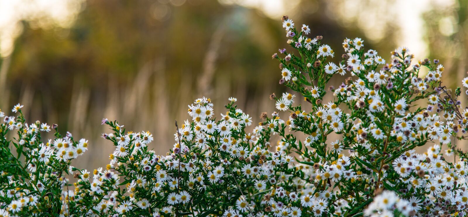 Nikon D850 sample photo. Nature, autumn, mood photography