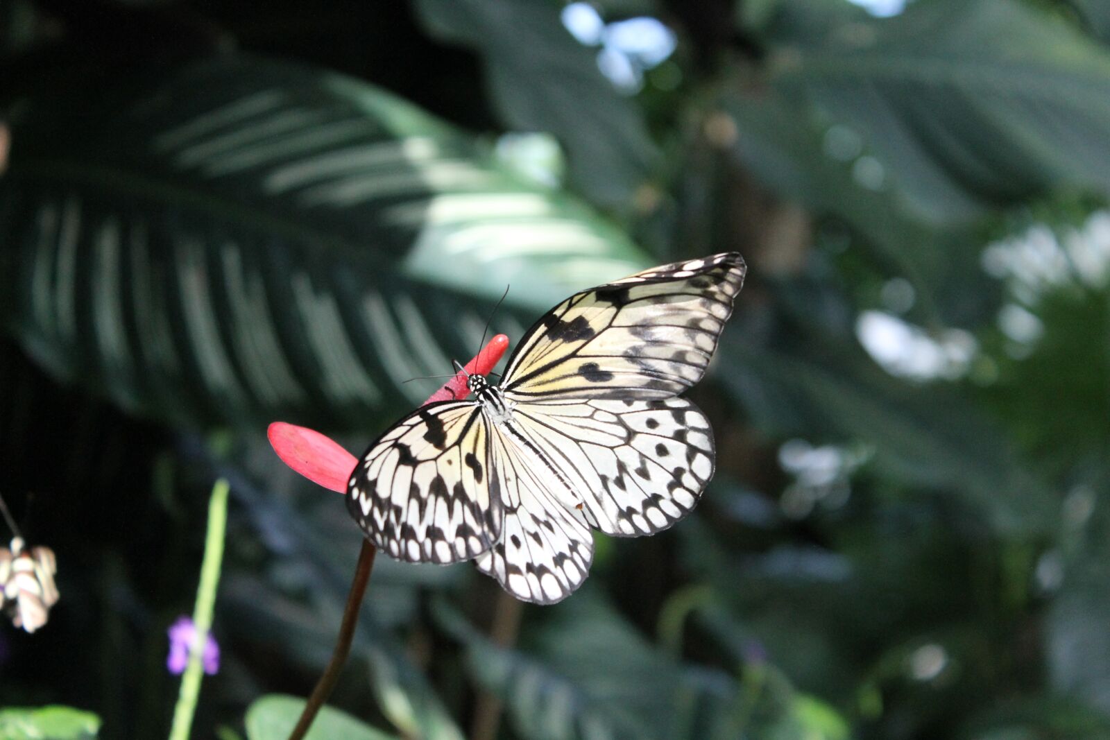 Canon EOS 1100D (EOS Rebel T3 / EOS Kiss X50) sample photo. Butterfly, nature, insect photography
