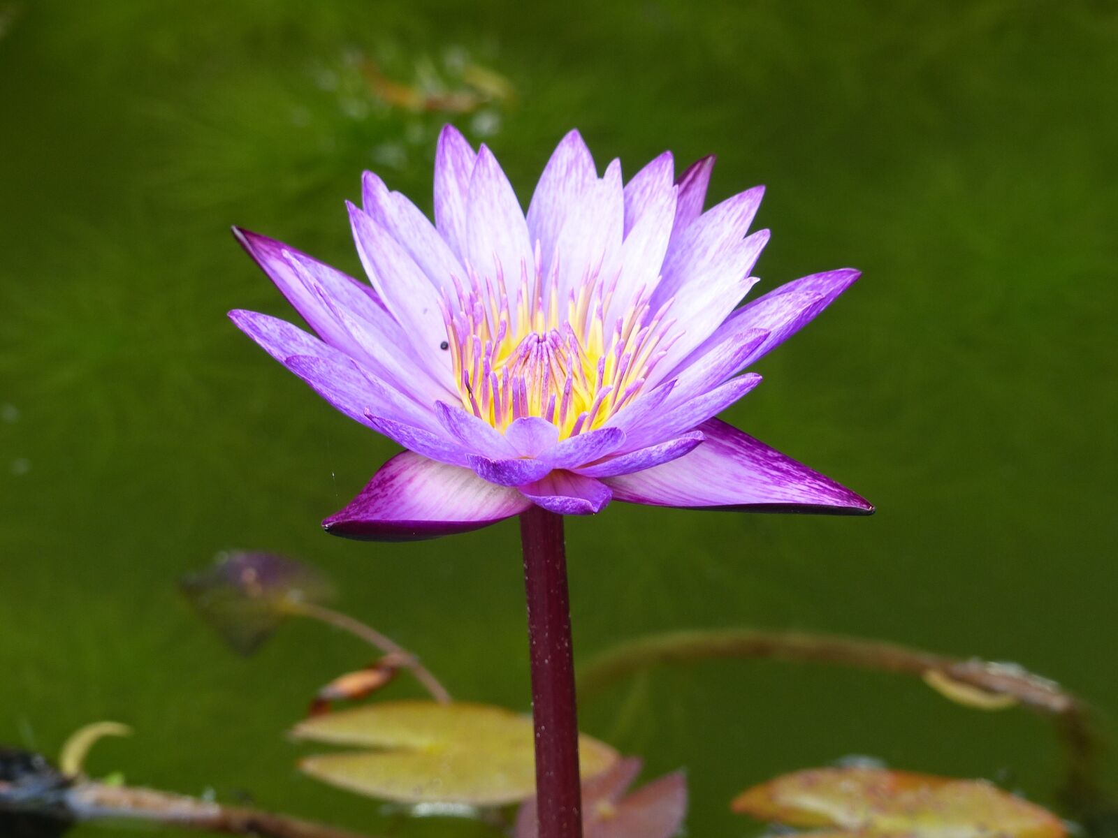 Panasonic Lumix DMC-FZ200 sample photo. Nature, flower, plant photography