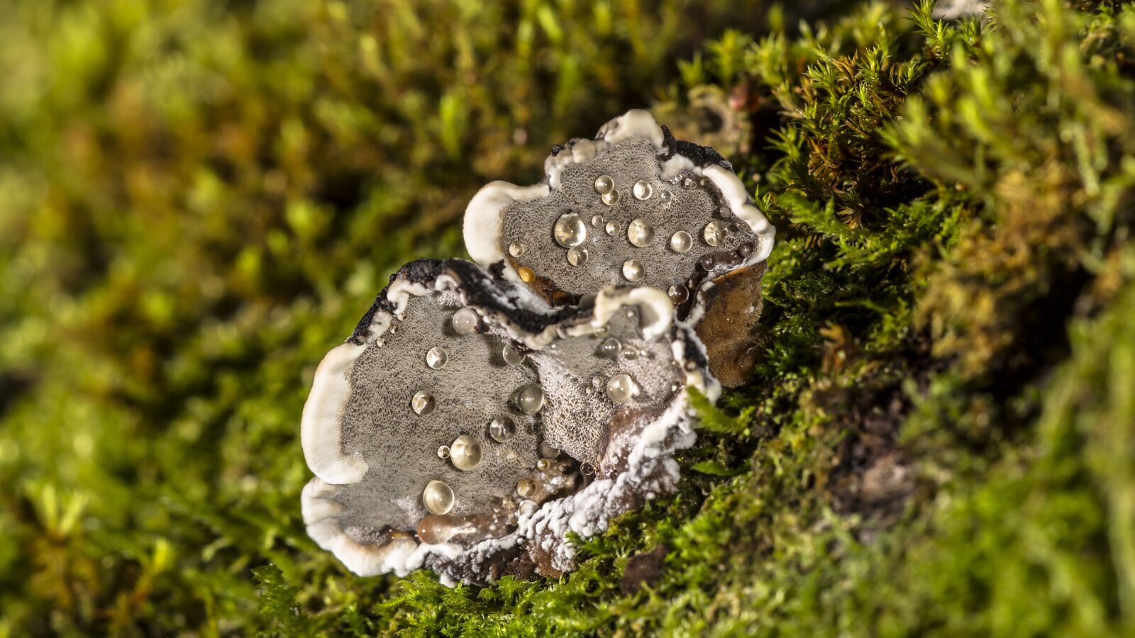 Canon EOS 7D sample photo. Mushroom, tree fungus, rotten photography
