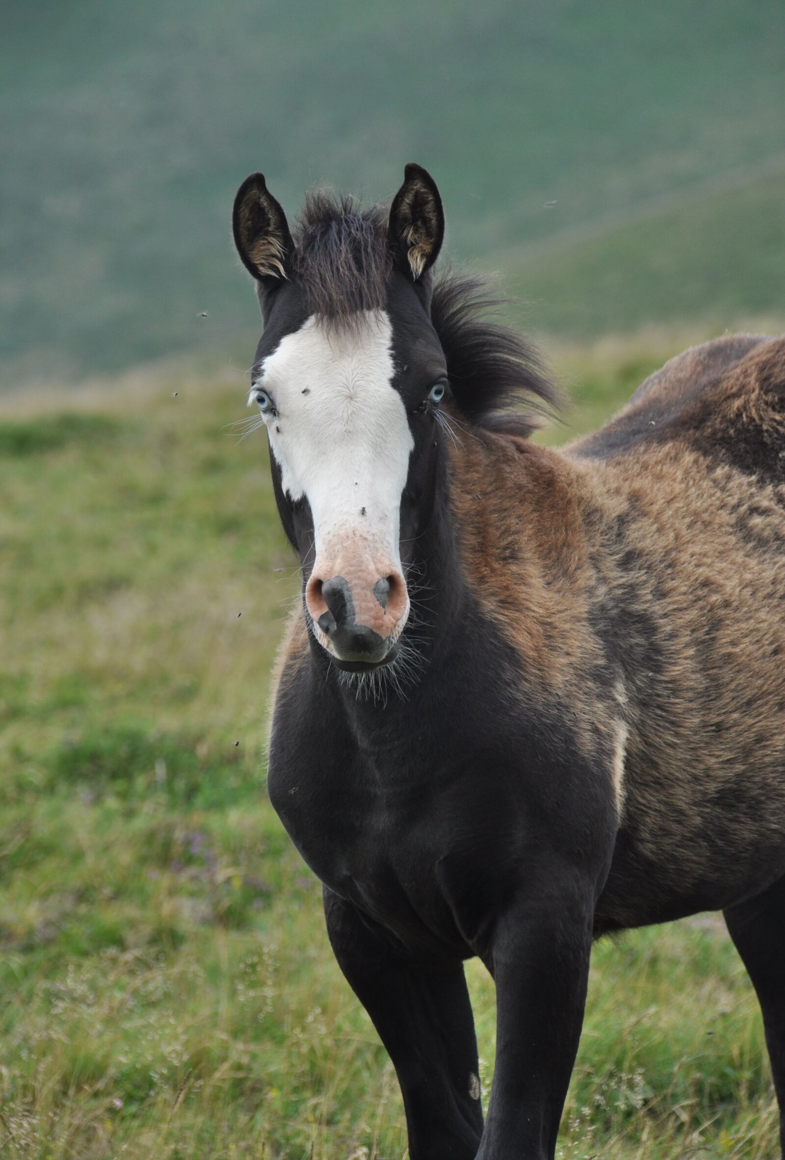 Nikon D90 sample photo. Foal, blue eyes, nature photography
