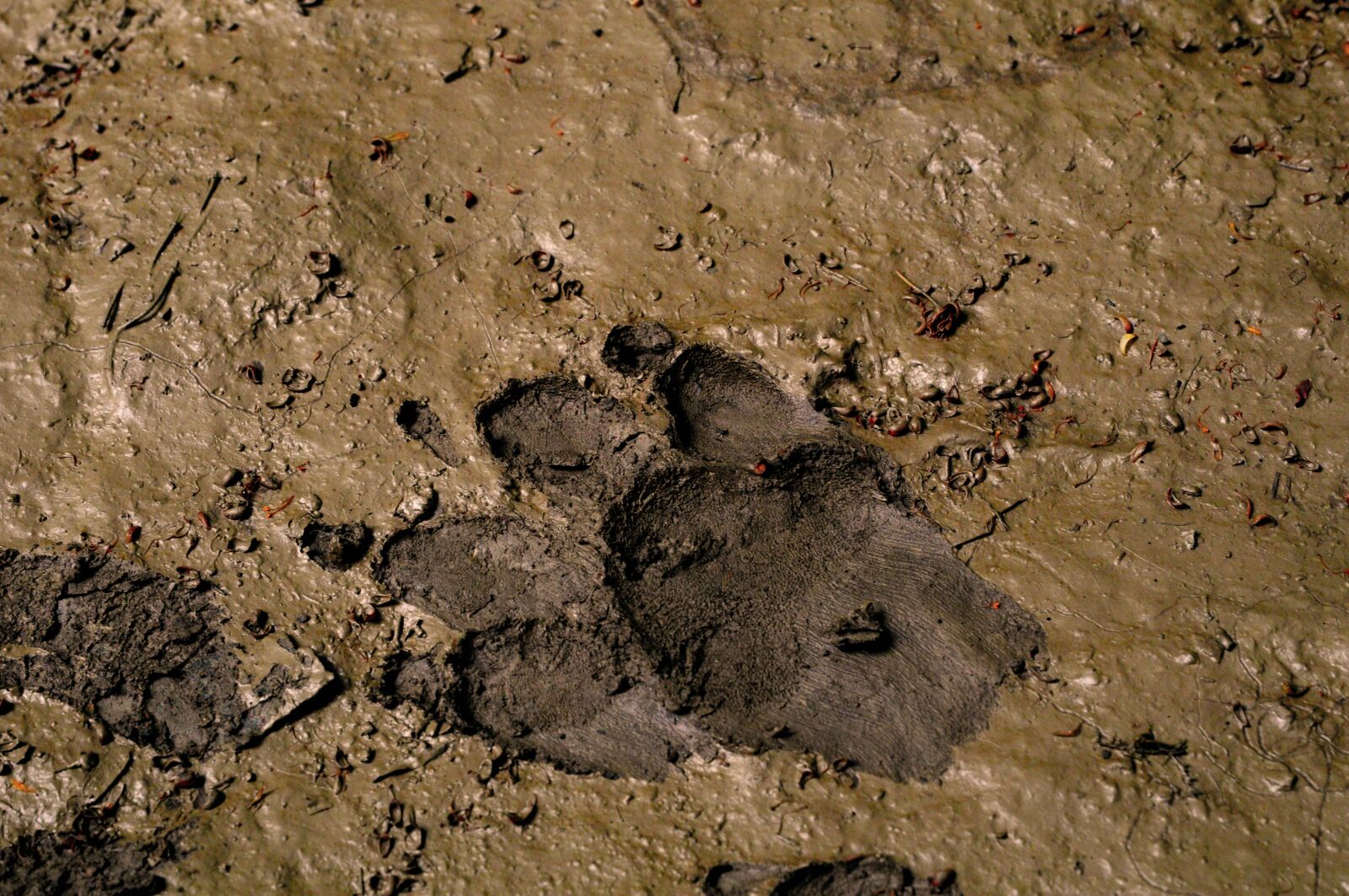 Nikon D90 sample photo. Dog, paw, reprint photography