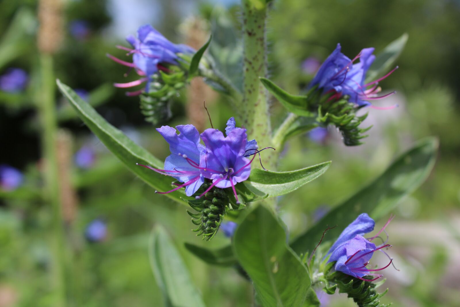 Canon EOS 1300D (EOS Rebel T6 / EOS Kiss X80) sample photo. Slangehoved, echium, blue flower photography