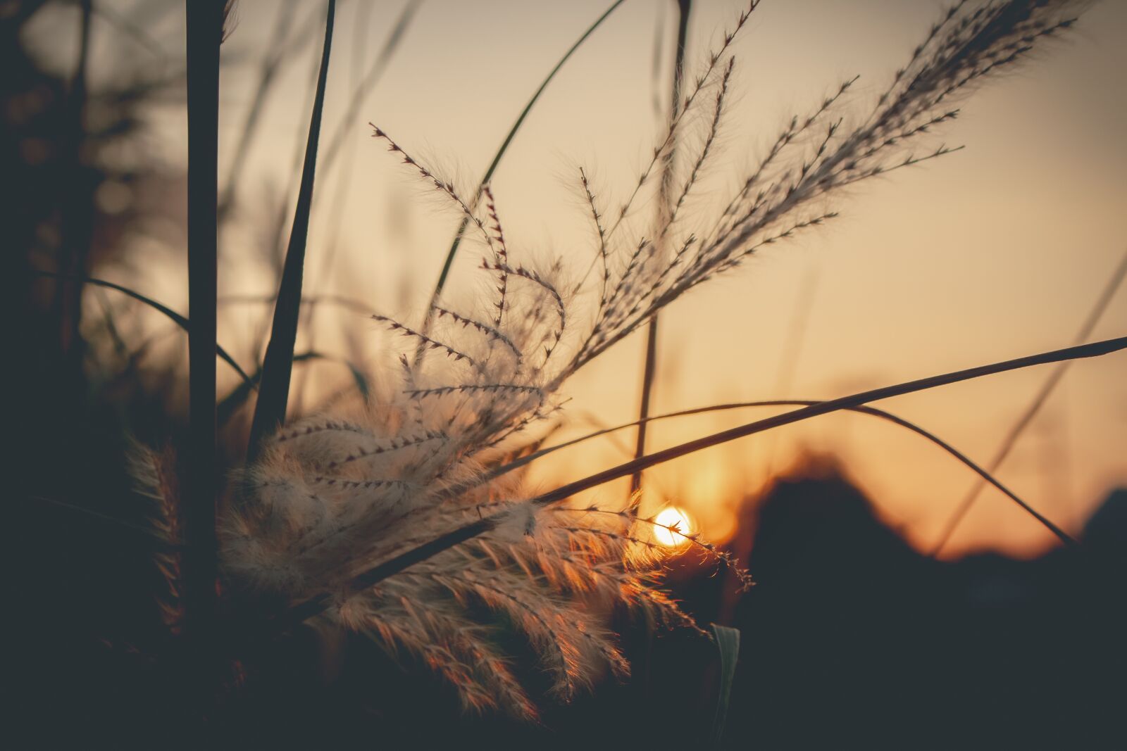 Canon EOS 700D (EOS Rebel T5i / EOS Kiss X7i) sample photo. Sky, west, grass photography