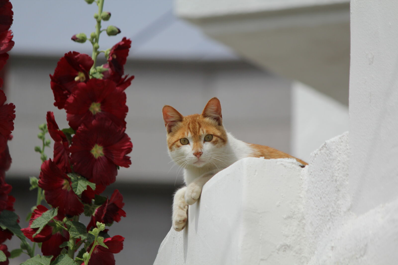 Canon EOS 60D sample photo