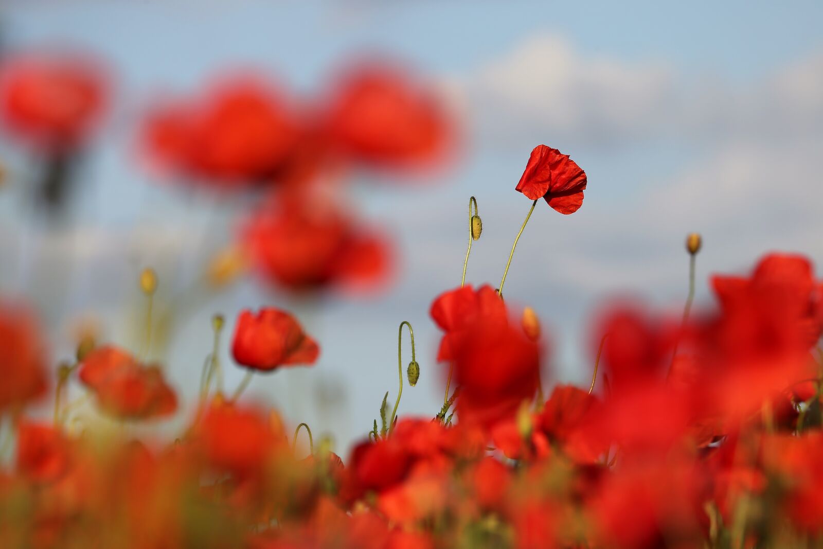 Canon EF 70-300 F4-5.6 IS II USM sample photo. Red poppies in wind photography