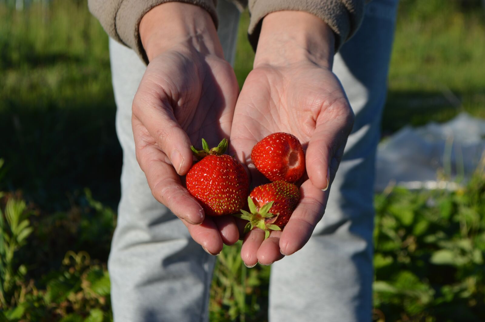 Nikon D3200 sample photo. Strawberry, berry, summer photography