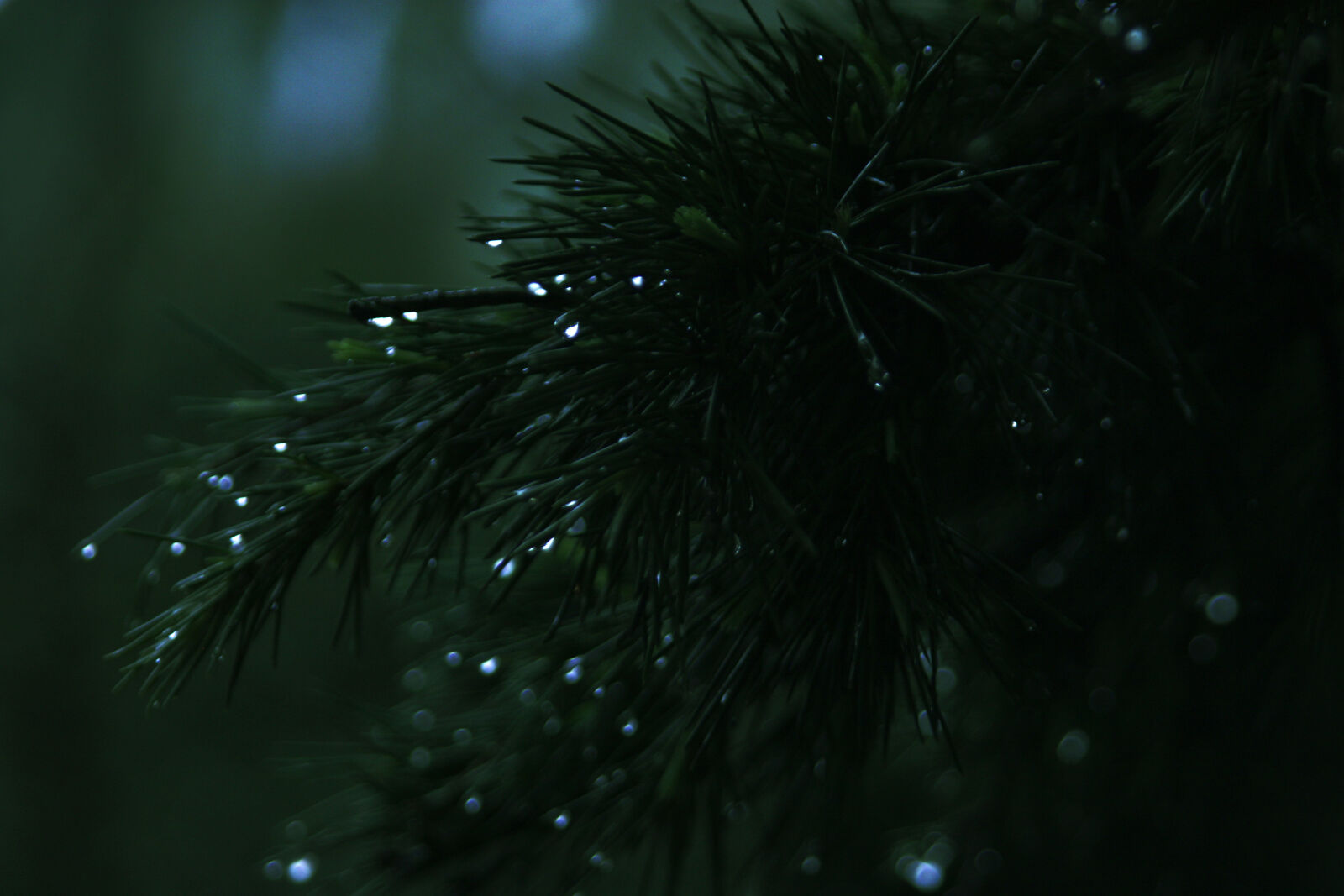 Canon EOS 450D (EOS Rebel XSi / EOS Kiss X2) sample photo. Blur, close, up, conifer photography