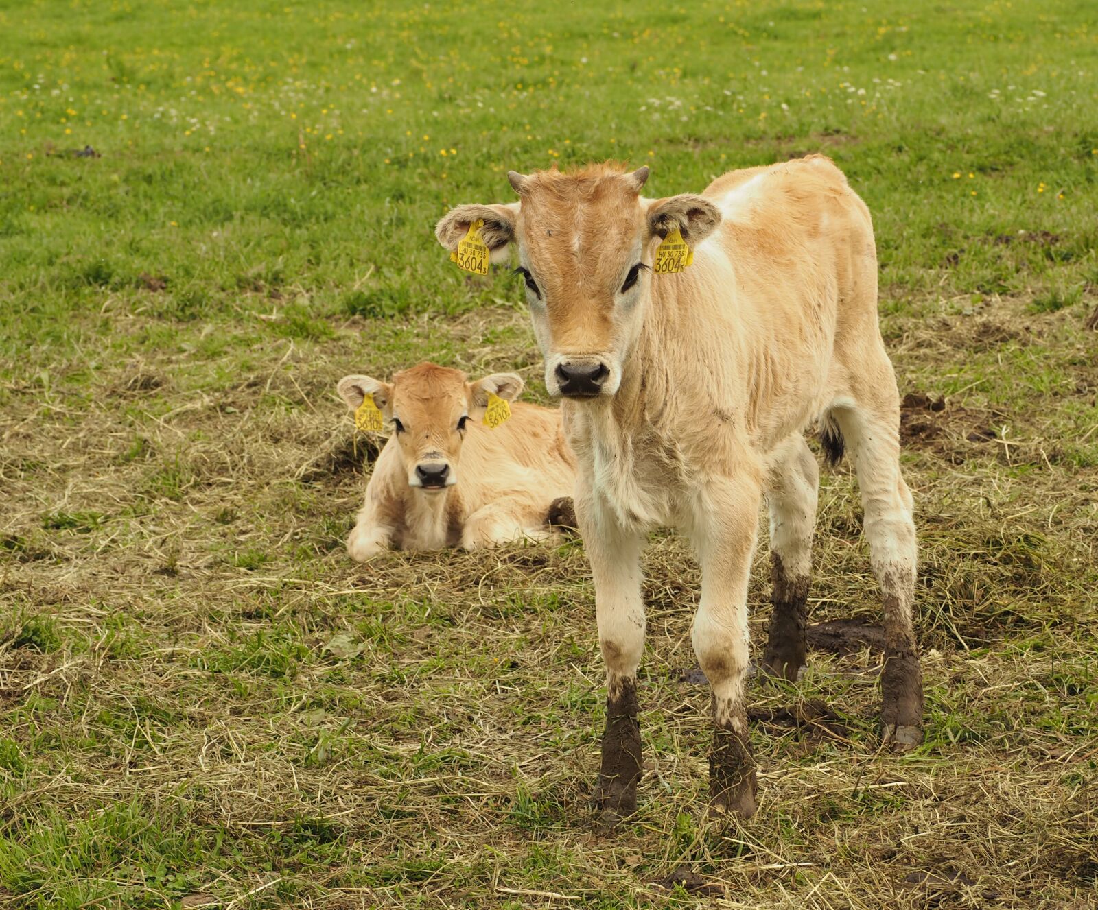 Olympus PEN E-PL7 sample photo. Boo, cow, beef photography