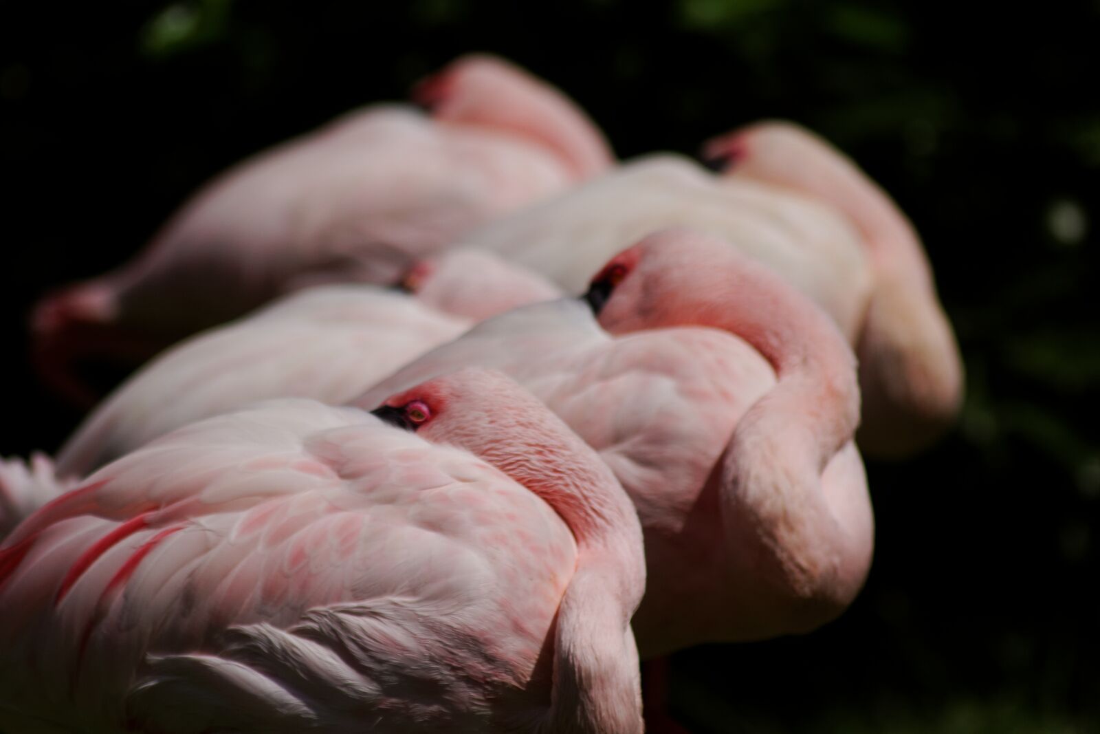 Canon EOS 60D sample photo. Pink flamingos, flamingo, flamingos photography
