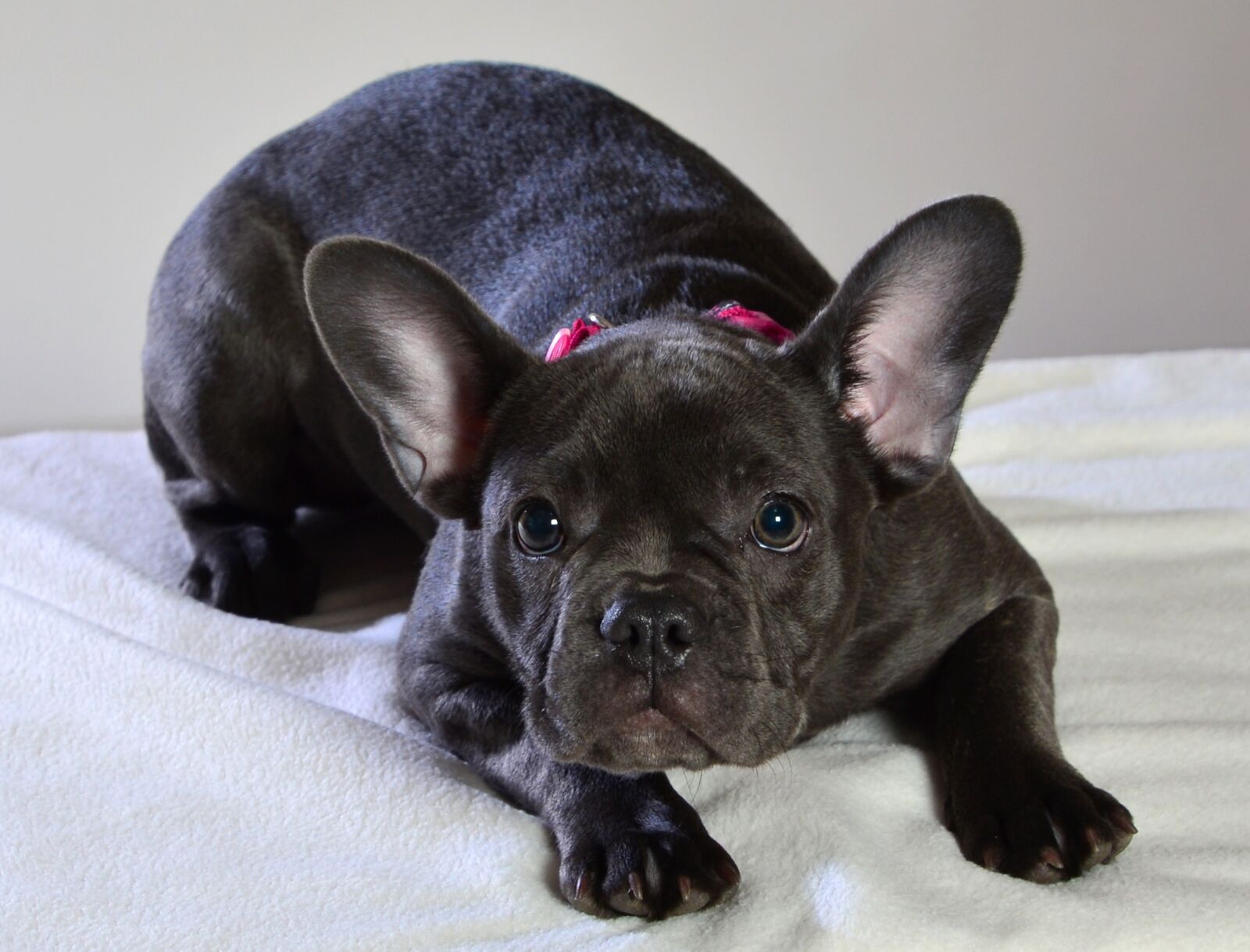 Nikon D600 sample photo. French bulldog blue, dog photography