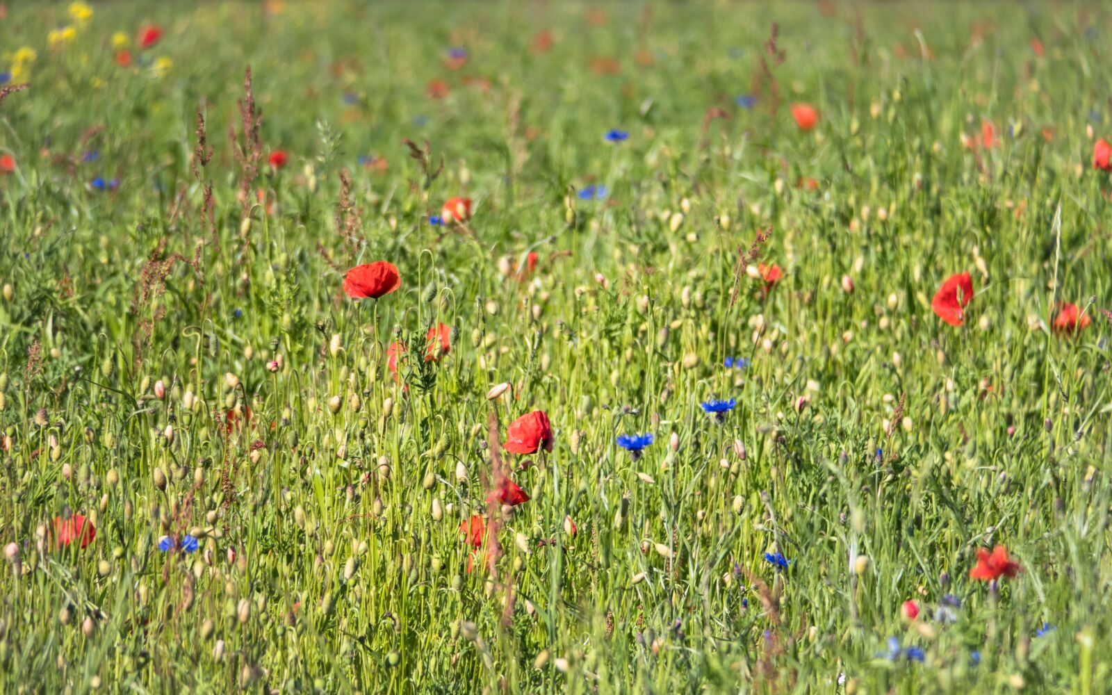 Canon PowerShot G3 X sample photo. Flower meadow, meadow, poppy photography