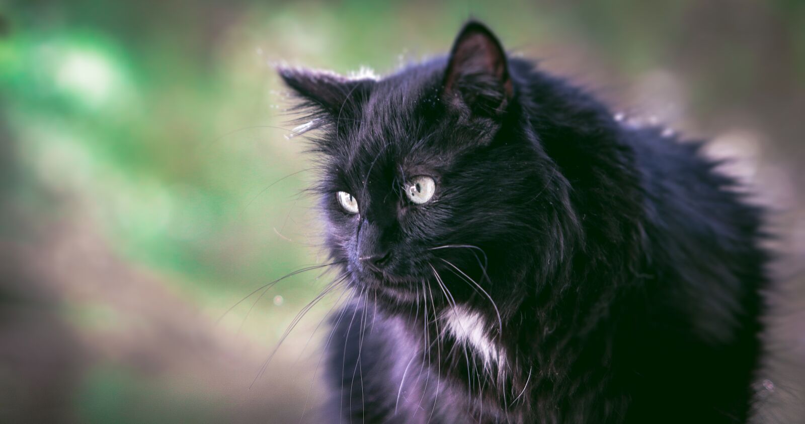 Canon EOS 7D Mark II sample photo. Cat, black, black cat photography