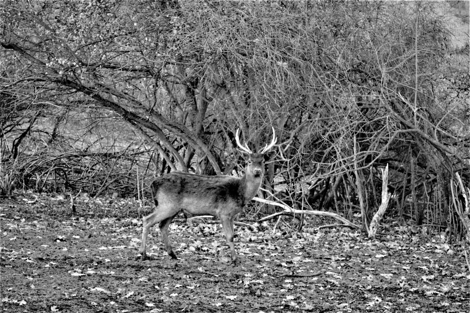 Canon EOS 1000D (EOS Digital Rebel XS / EOS Kiss F) sample photo. Wild, hirsch, park photography