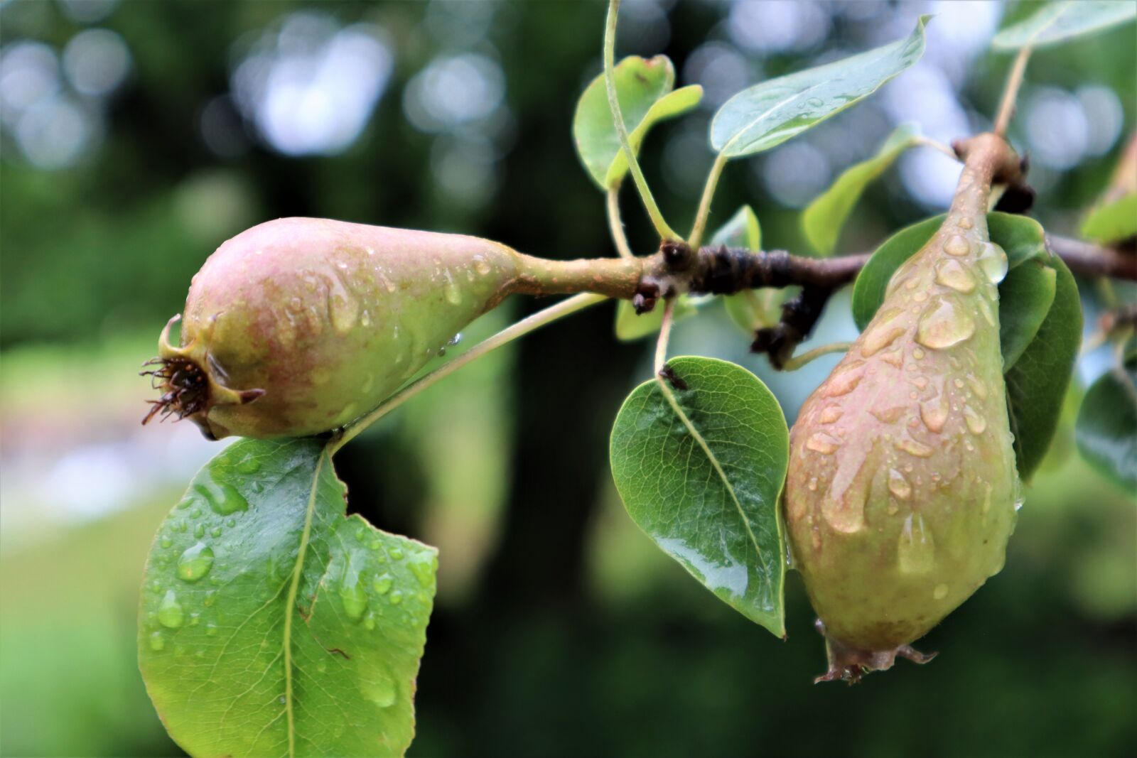 Canon EOS M50 (EOS Kiss M) sample photo. Pears, fruit, fruit tree photography