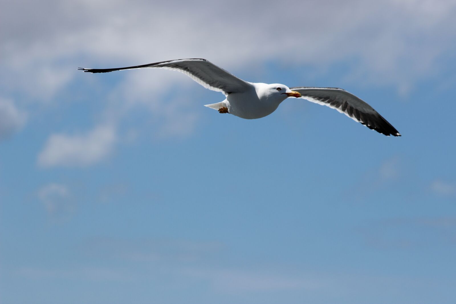 Canon EF 70-300mm F4-5.6 IS USM sample photo. Seagull, west frisian, air photography