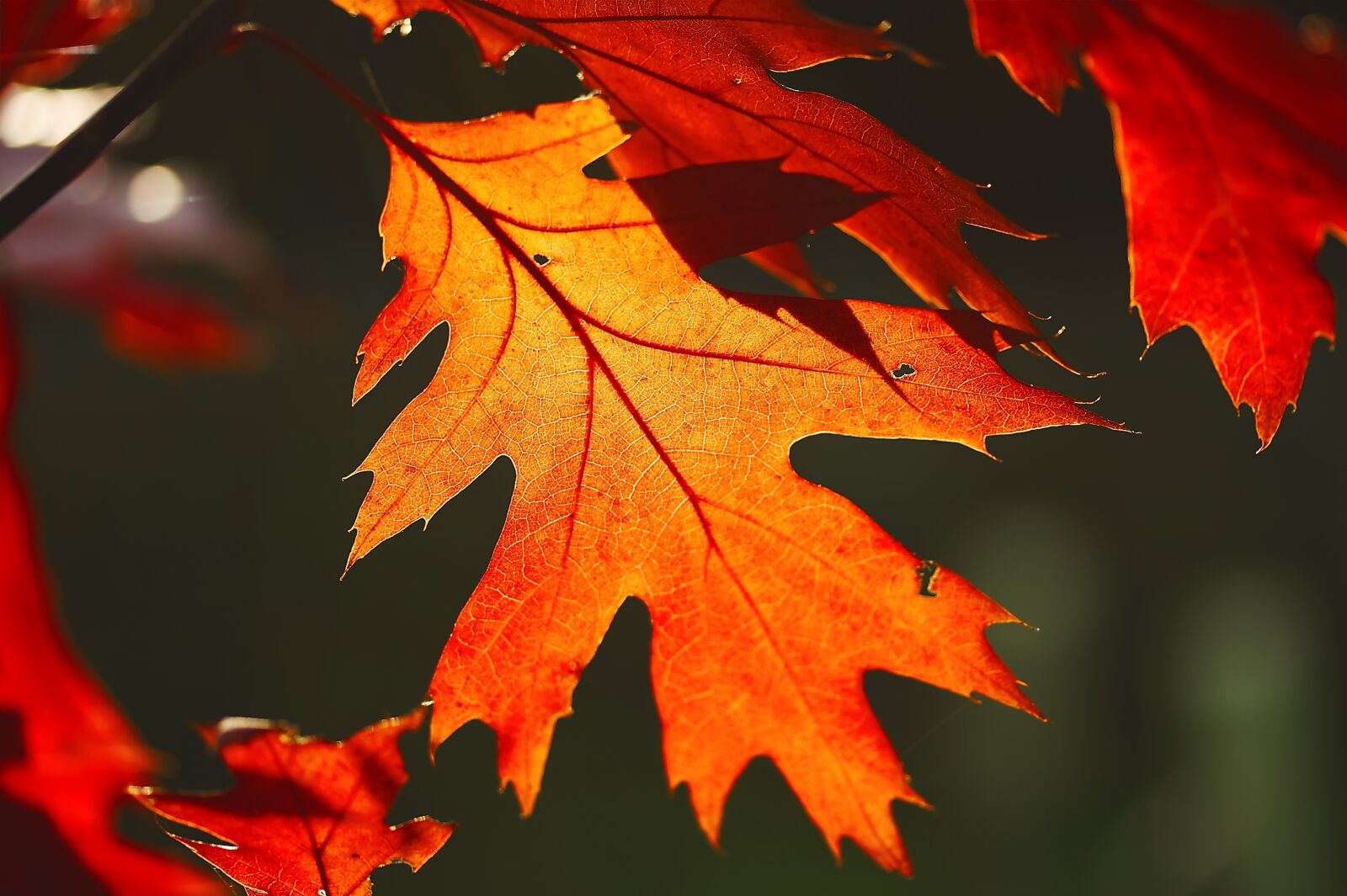 Canon EOS 450D (EOS Rebel XSi / EOS Kiss X2) sample photo. Autumn, leaves, nature photography