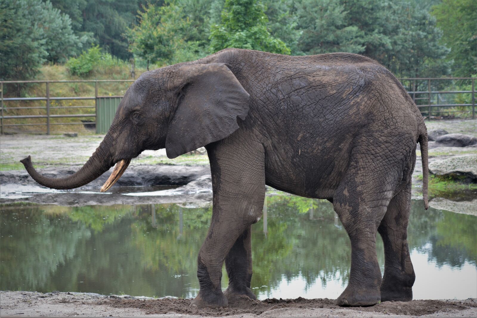 Nikon D5200 sample photo. Elephant, close up, animal photography