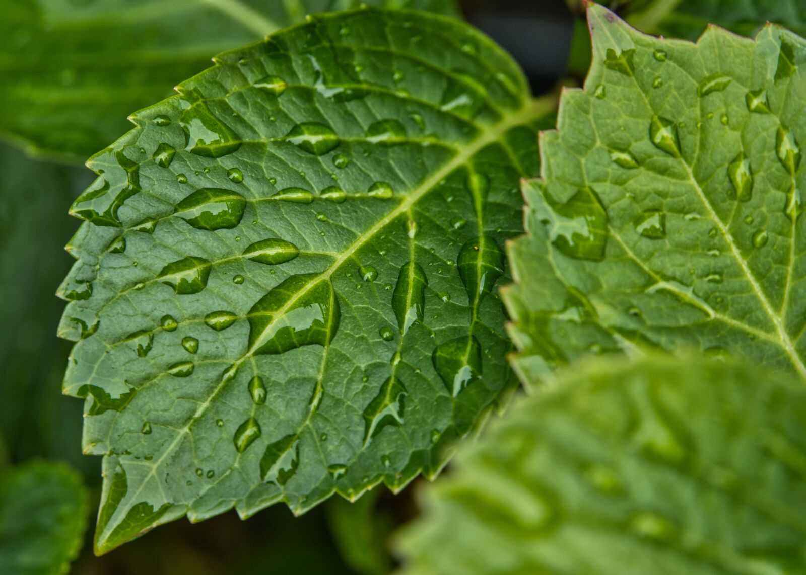 Sony a6400 sample photo. Rain, raindrop, drop of photography