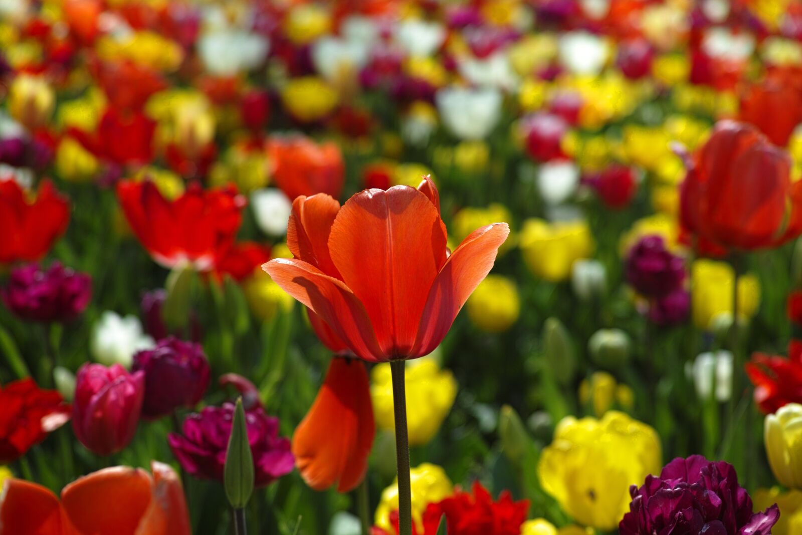 Sigma DP3 Merrill sample photo. Tulips, red, flower photography