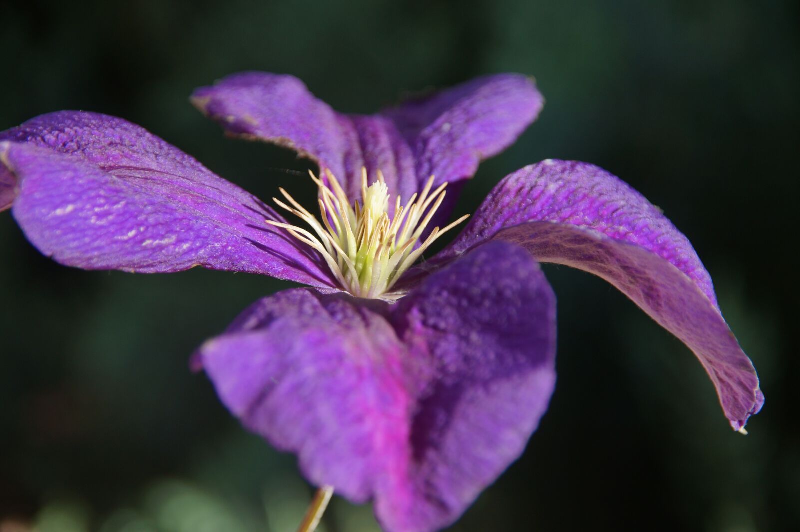 Sony SLT-A57 sample photo. Iris, different colored, purple photography