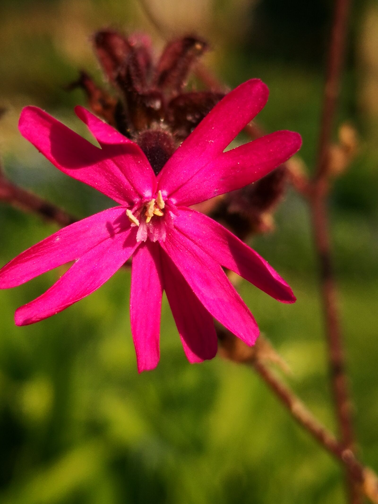 HUAWEI Mate 10 Pro sample photo. Pink, flower, garden photography