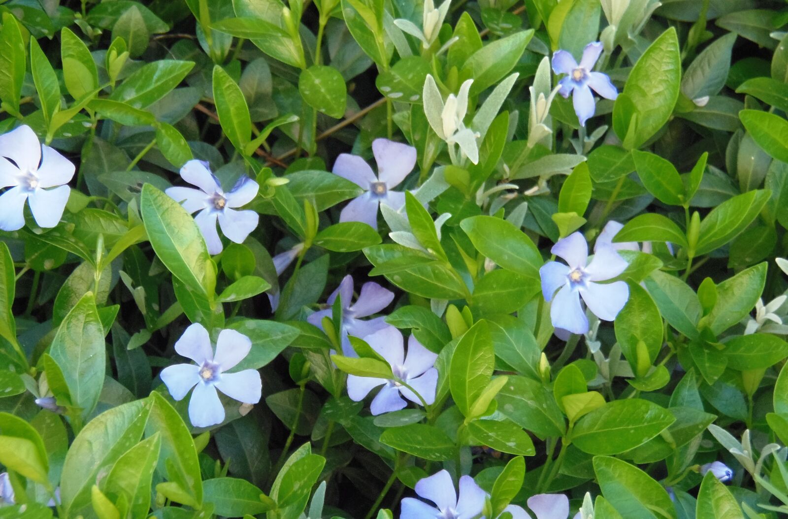 Olympus SP-810UZ sample photo. Blue, flower, flora photography