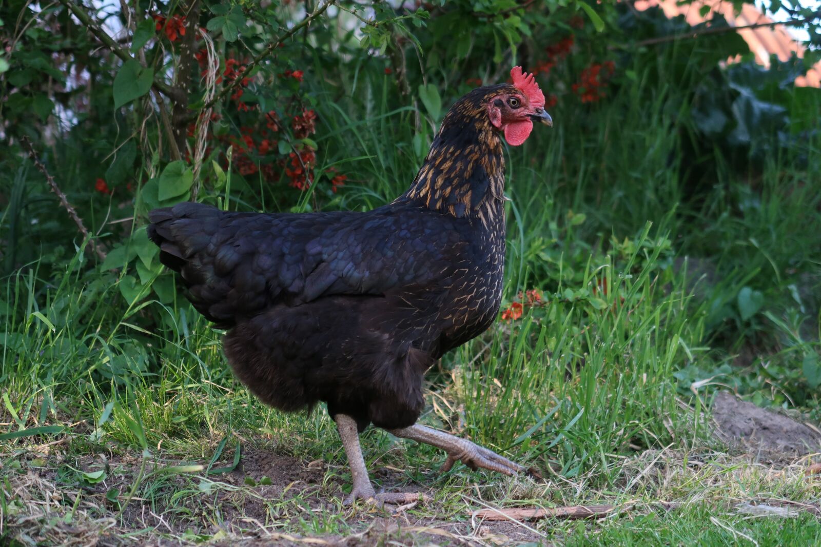 Canon PowerShot G7 X Mark II sample photo. Chicken, garden, poultry photography