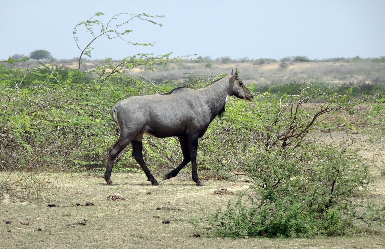 Sony Cyber-shot DSC-HX90V sample photo. Nilgai, antelope, animal photography