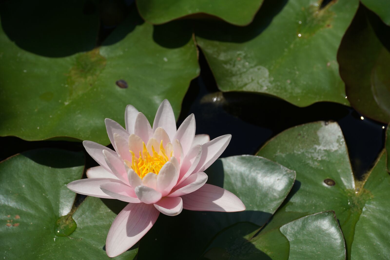 Sony DT 55-300mm F4.5-5.6 SAM sample photo. Nenuphar, pink, basin photography
