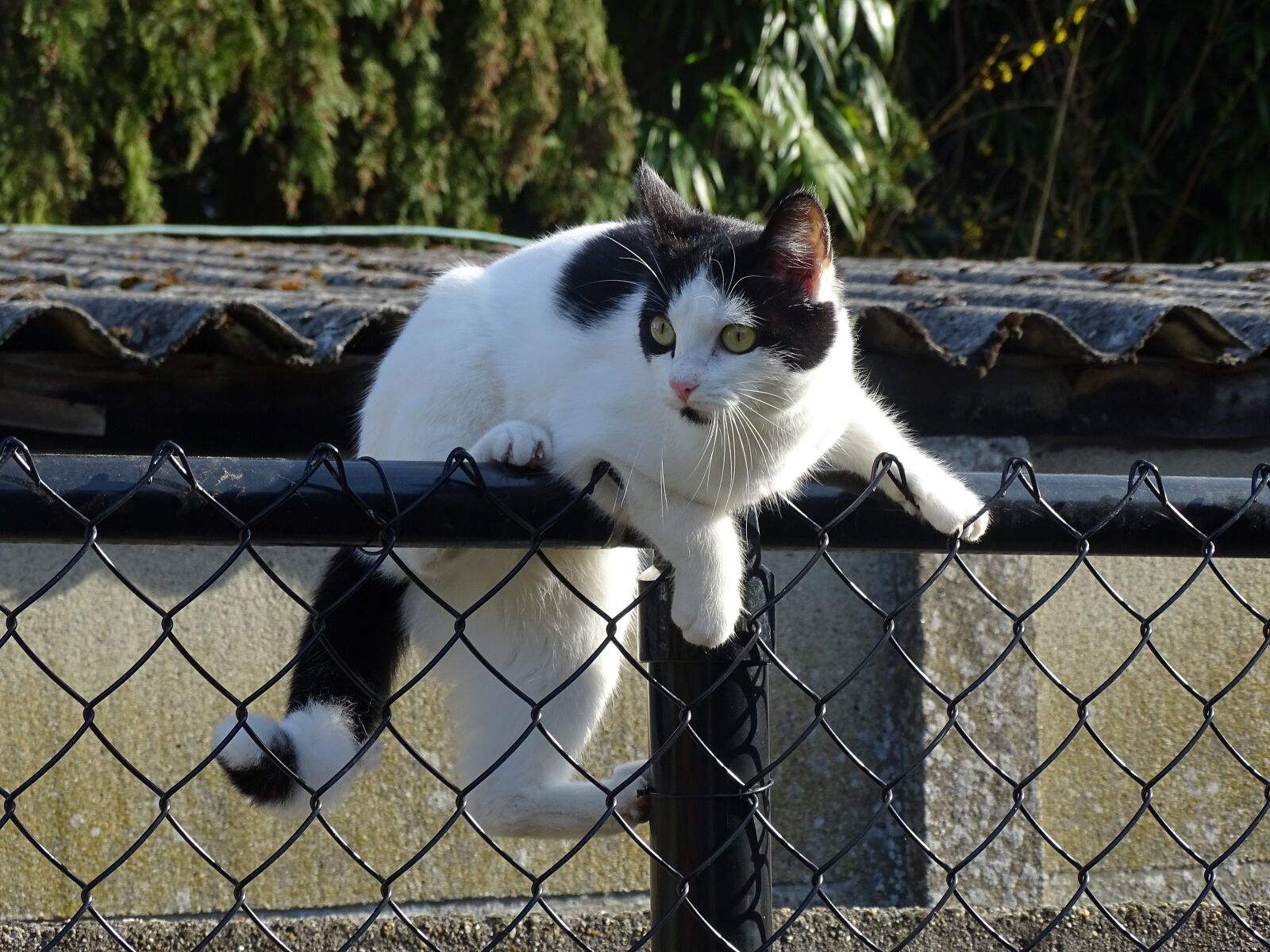 Sony Cyber-shot DSC-HX400V sample photo. Sweet, animals, cute photography