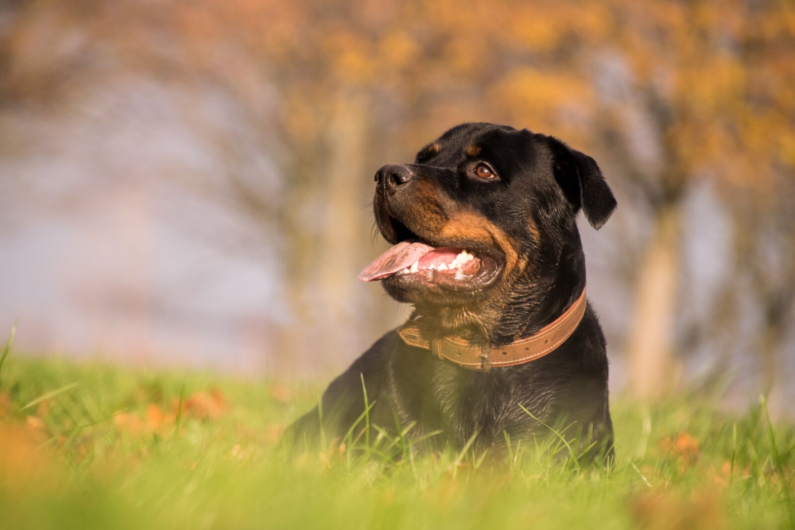 Nikon D3300 sample photo. Grass, dog, mammal photography