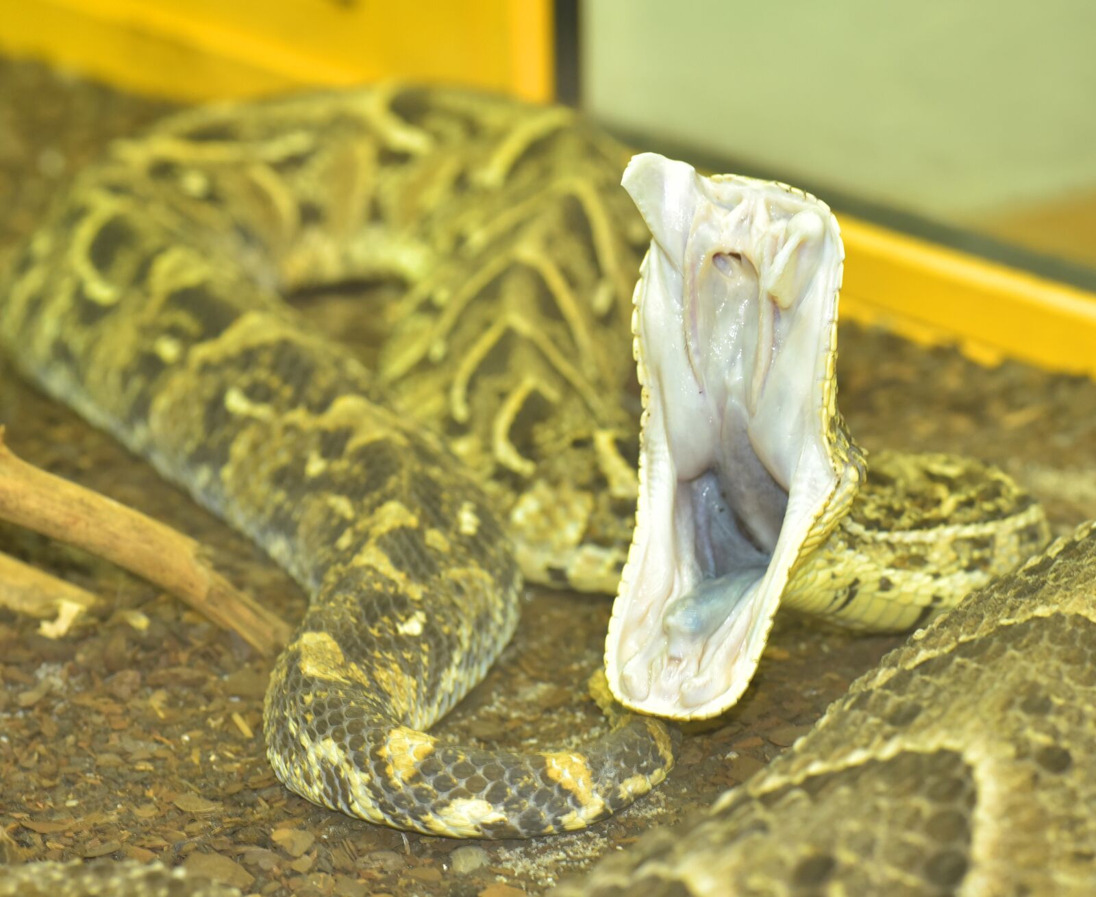 Nikon D750 sample photo. Puff adder, bitis arietans photography