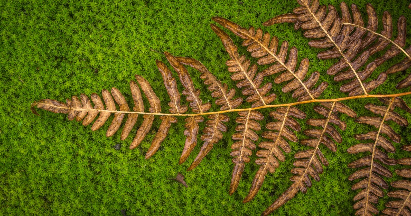 Sony Alpha NEX-5N sample photo. Moss, bracken, green photography