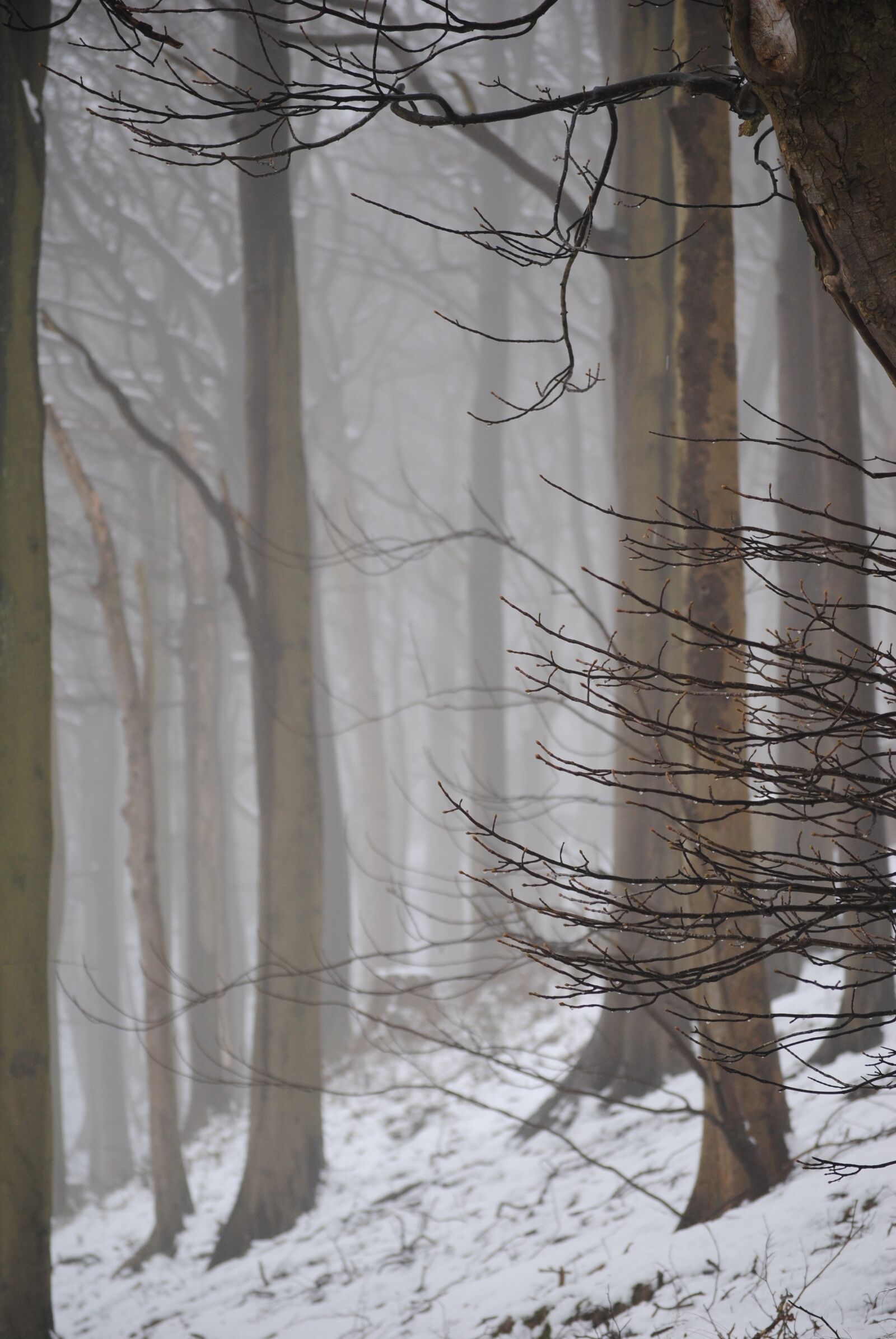 Nikon D3000 sample photo. Mystical, trees, forest photography