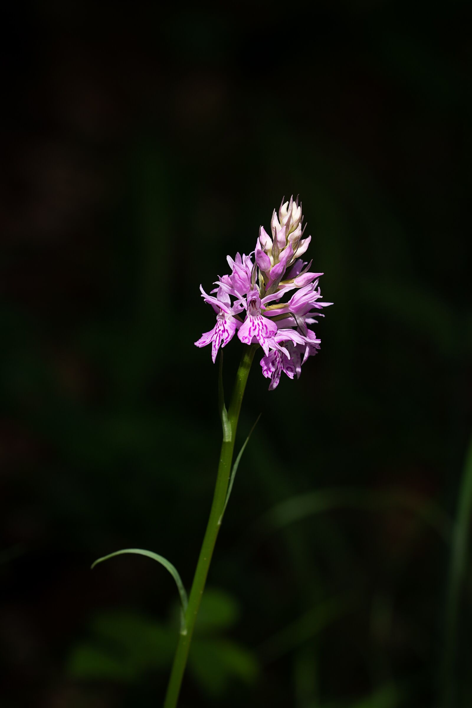 Nikon D7100 sample photo. Orchid, plant, flower photography