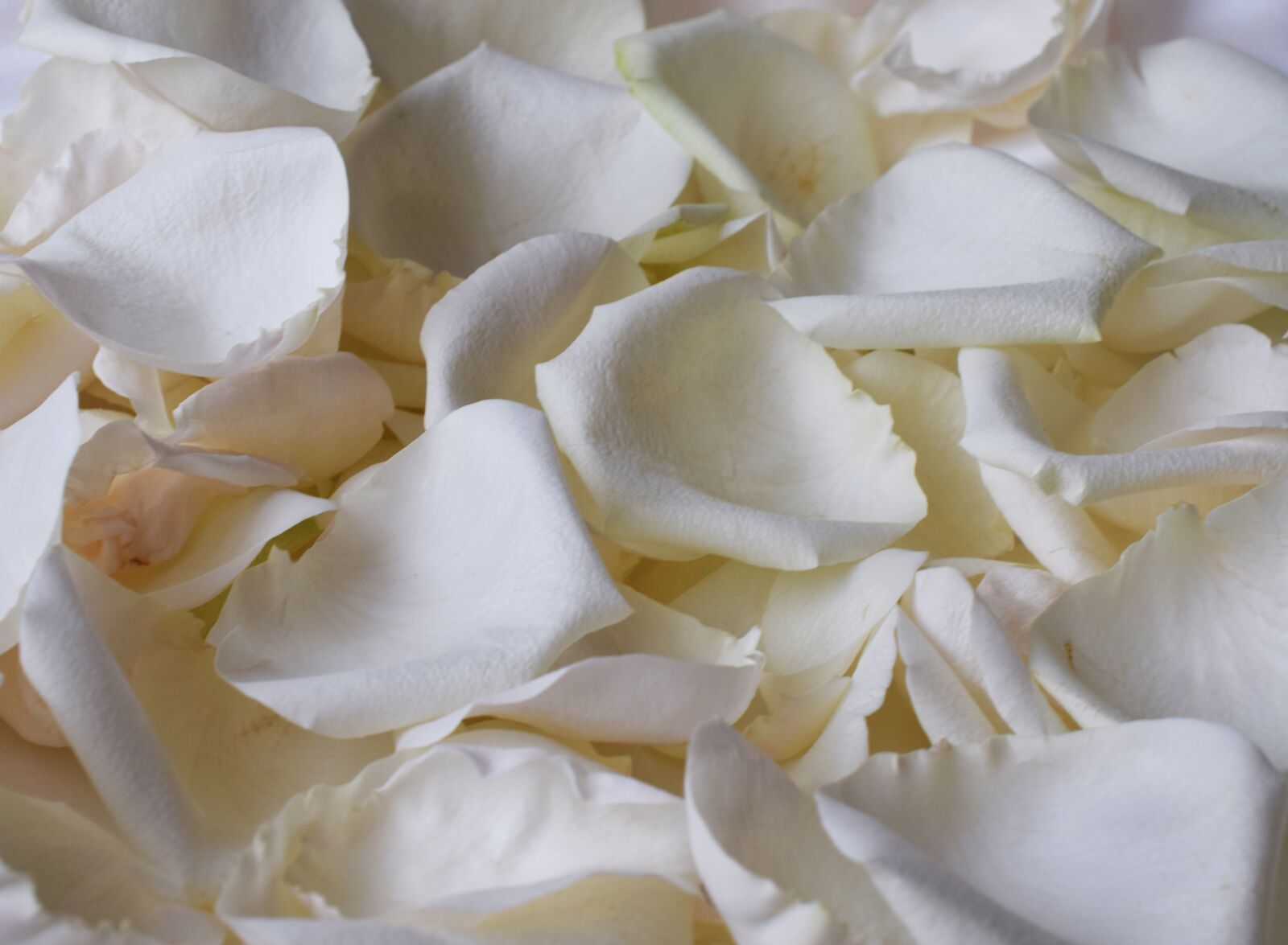 Nikon D5300 sample photo. Petals, rose, white rose photography