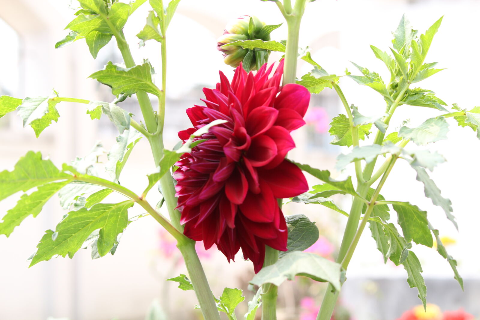 Canon EF-S 55-250mm F4-5.6 IS II sample photo