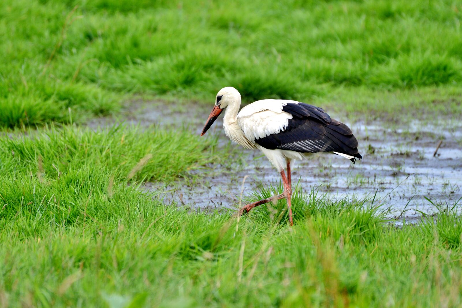 Nikon D600 sample photo. Stork, bird, wing photography