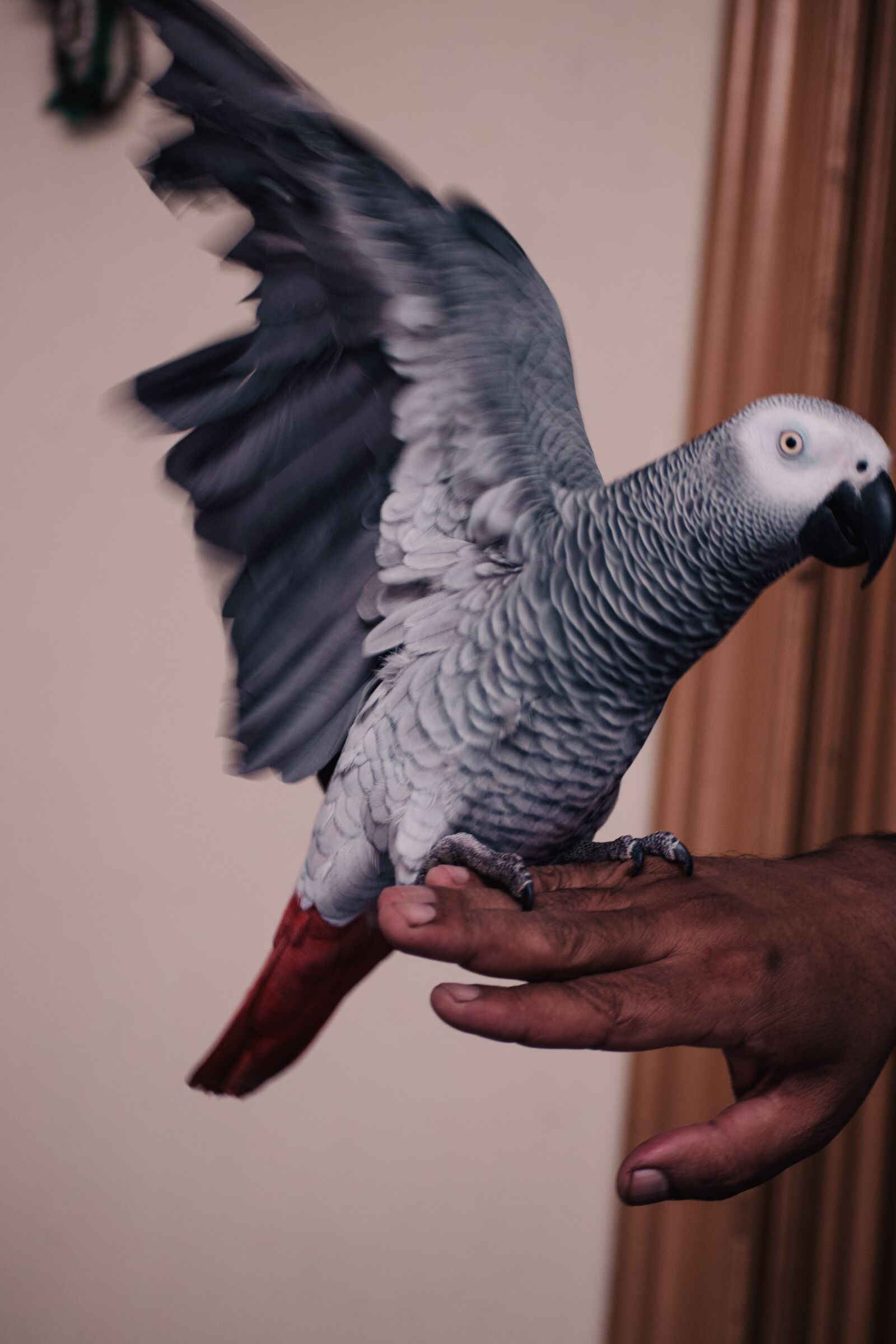 Nikon D3500 sample photo. African grey, parrots, parrots photography
