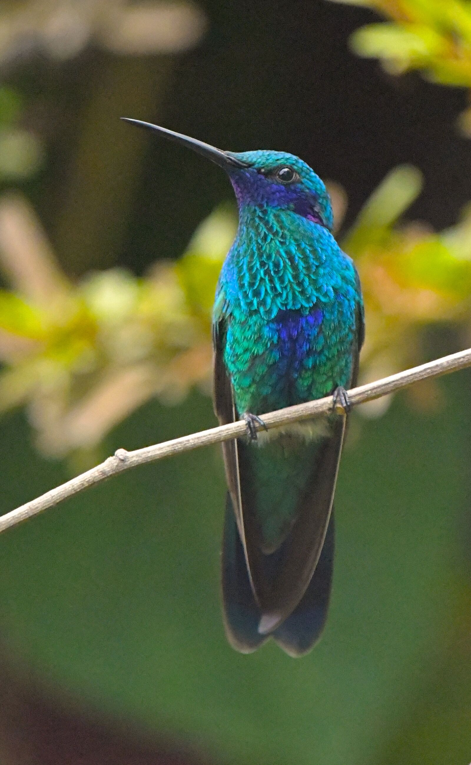 Nikon D850 sample photo. Hummingbird, blue, green photography