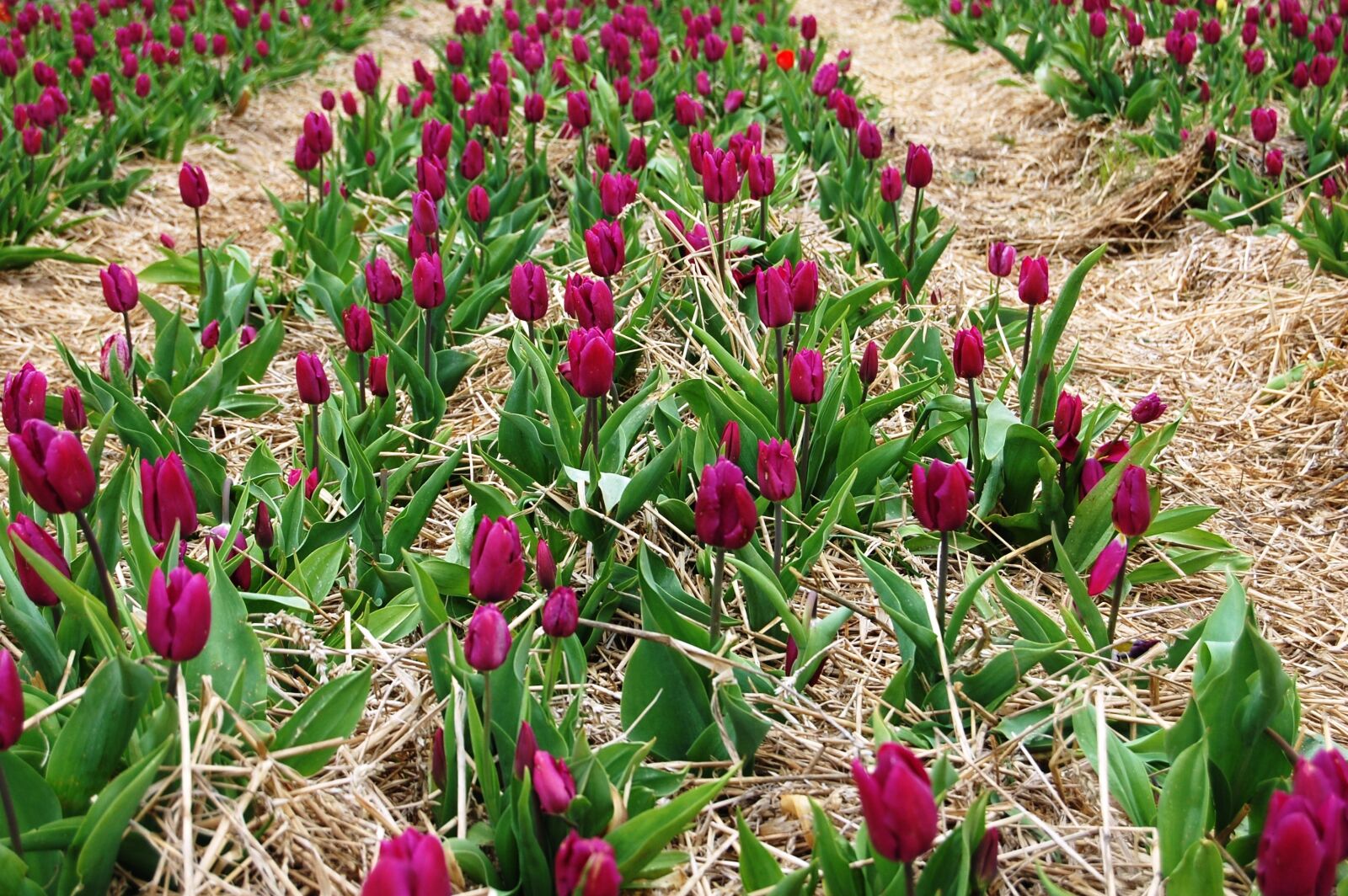 Nikon D40 sample photo. Tulips, plantation, picnic photography