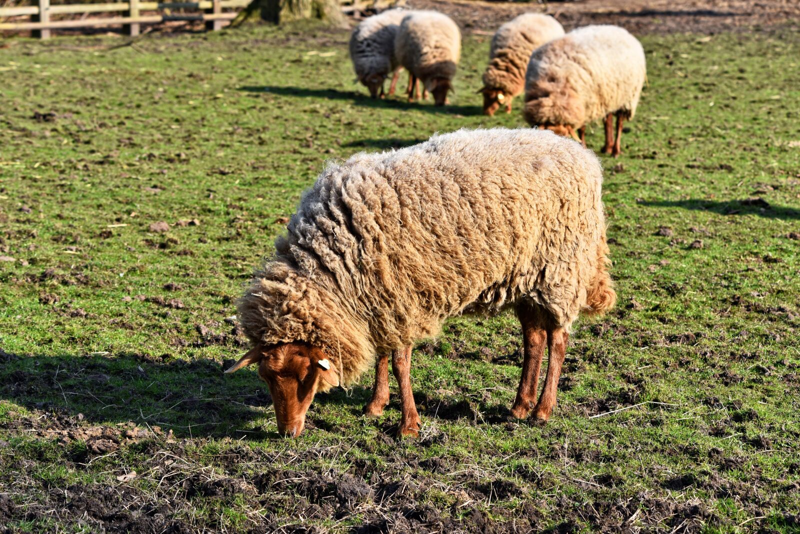 Nikon D750 sample photo. Sheep, animal, mammal photography